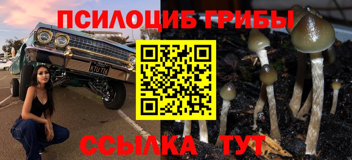 Псилоцибиновые грибы Psilocybine cubensis Ипатово